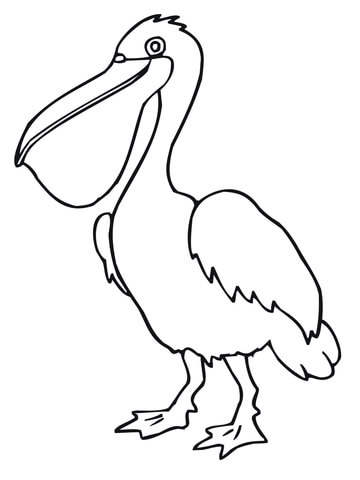 Pelican Bird Coloring Page